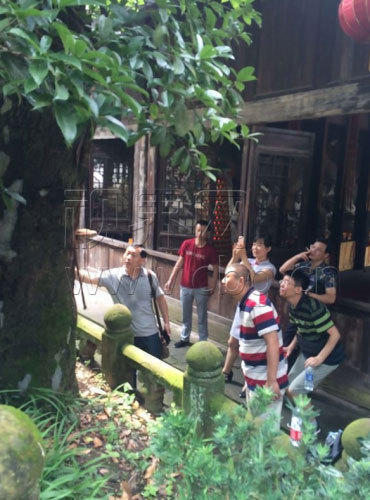重庆：800年桂花树上长“灵芝”手摸树干会冒烟