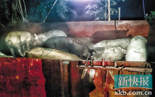 执法部门在记者发现的私宰窝点查获10头活猪。