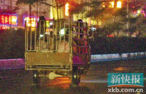 小货车从嘉禾畜禽交易中心运猪到私宰点屠宰。